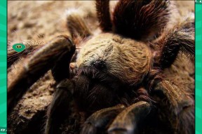 KAIYUN-莱万多夫斯基赛事官方发布比分优势明显新规，湖人争议不断！的简单介绍